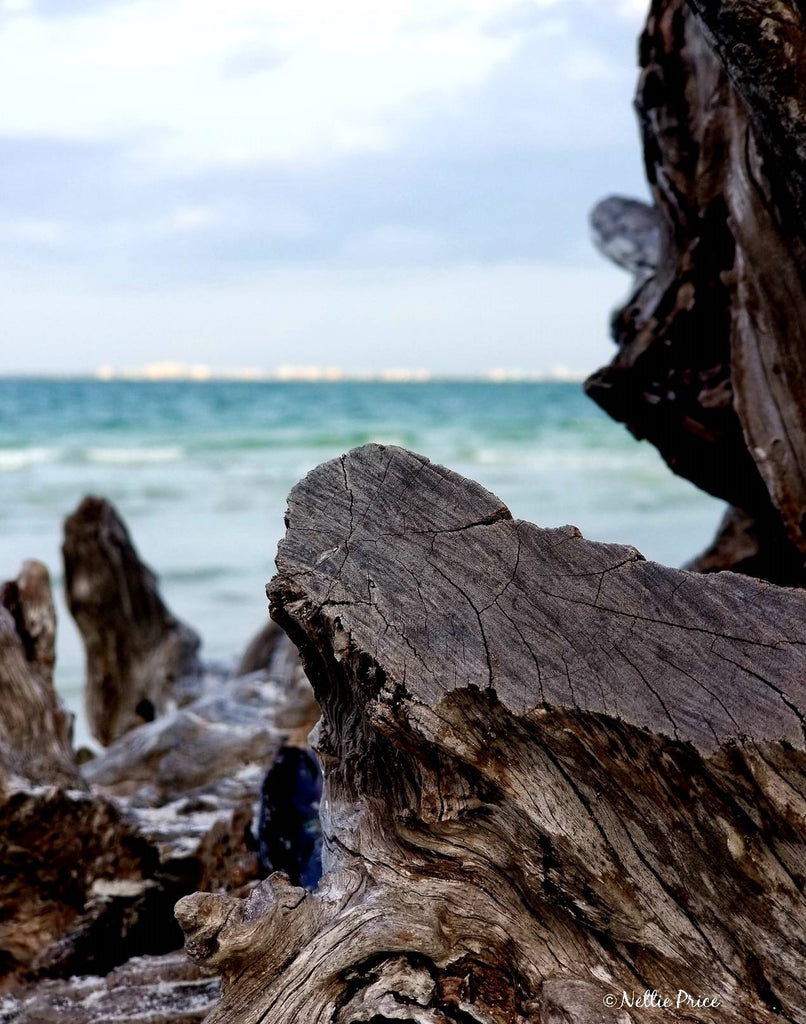 Driftwood in Sanibel 1 Print Mobile Photography