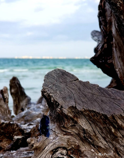 Driftwood in Sanibel 1 Print Mobile Photography