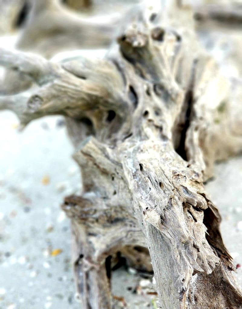 Driftwood in Sanibel 3 Print Mobile Photography