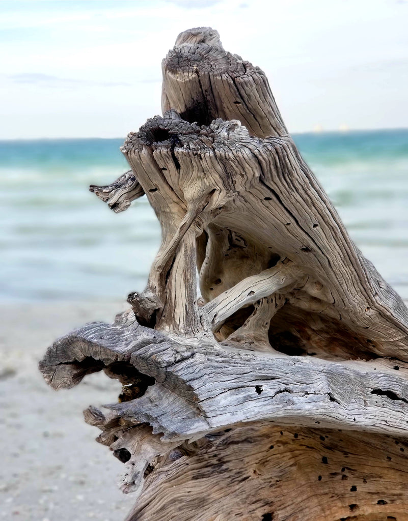 Driftwood in Sanibel 4 Print Mobile Photography