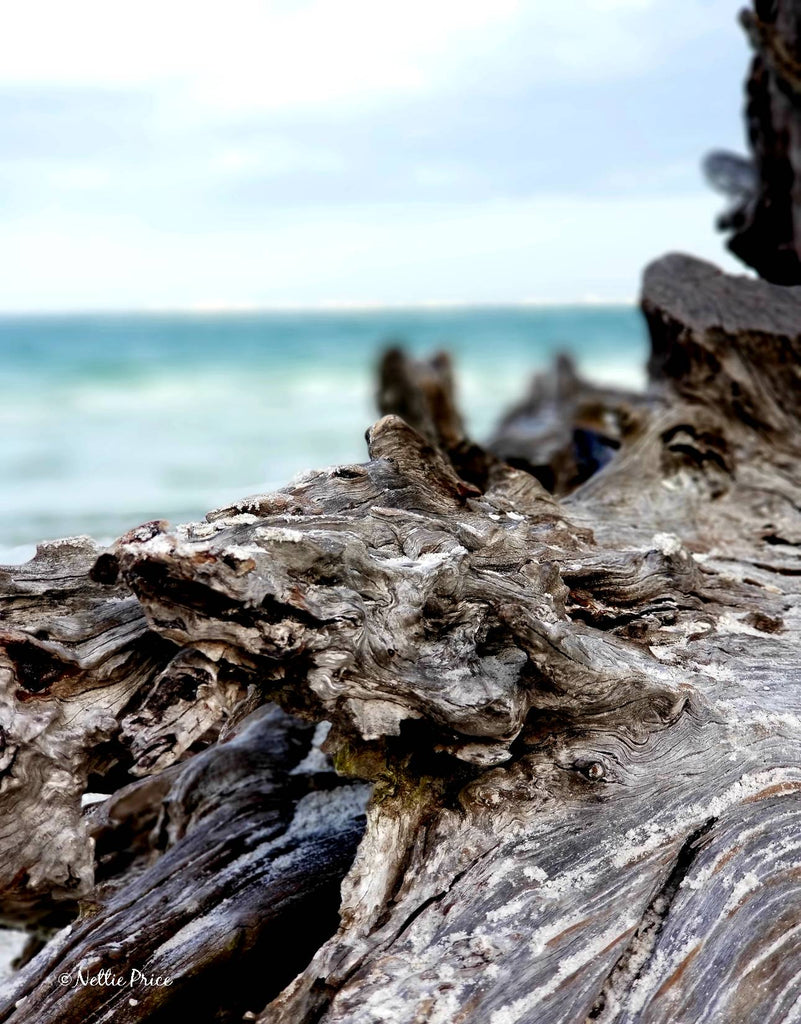 Driftwood in Sanibel 5 Print Mobile Photography