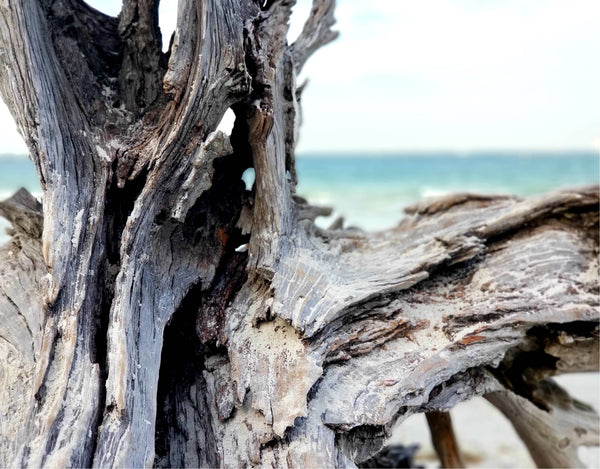 Driftwood in Sanibel 6 Print Mobile Photography